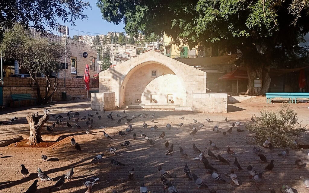 יונים נאספות בכיכר העיר הריקה של נצרת, אוקטובר 2025 (צילום: אליהו פרידמן) יונים נאספות בכיכר העיר הריקה של נצרת, אוקטובר 2025 (צילום: אליהו פרידמן)