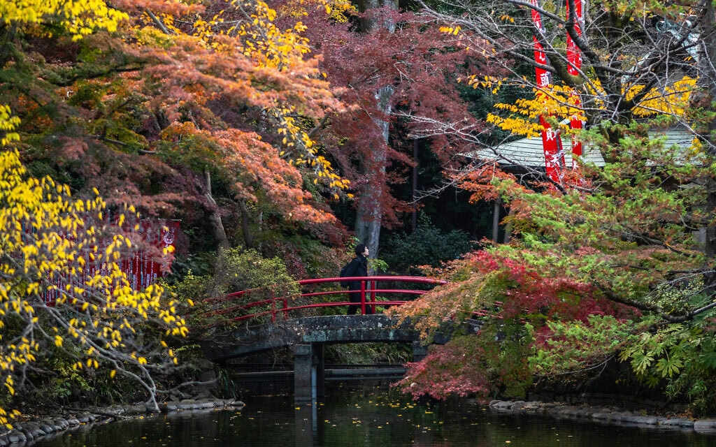 פארק אינוקשירה בטוקיו, יפן, כשהעצים צבועים בצבעי שלכת, 19 בנובמבר 2025 (צילום: Philip FONG / AFP) פארק אינוקשירה בטוקיו, יפן, כשהעצים צבועים בצבעי שלכת, 19 בנובמבר 2025 (צילום: Philip FONG / AFP)
