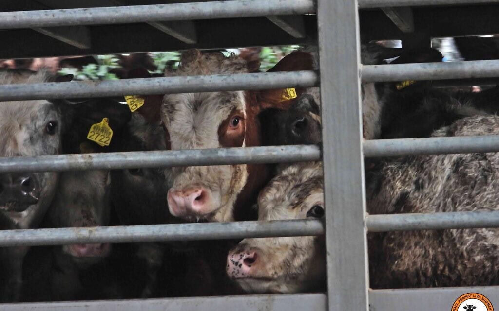 משלוח של עגלים חיים שהגיעו לישראל, 2025 (צילום: ישראל נגד משלוחים חיים) משלוח של עגלים חיים שהגיעו לישראל, 2025 (צילום: ישראל נגד משלוחים חיים)