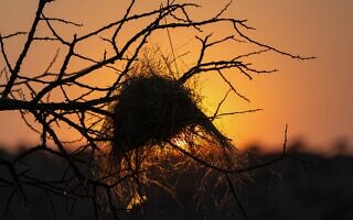 קן מתרוקן, אילוסטרציה (צילום: Patrick Petitjean / iStock) קן מתרוקן, אילוסטרציה (צילום: Patrick Petitjean / iStock)