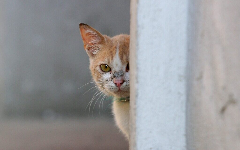 אילוסטרציה: חתול מציץ מאחורי חומה (צילום: משה שי/פלאש90) אילוסטרציה: חתול מציץ מאחורי חומה (צילום: משה שי/פלאש90)