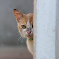 אילוסטרציה: חתול מציץ מאחורי חומה