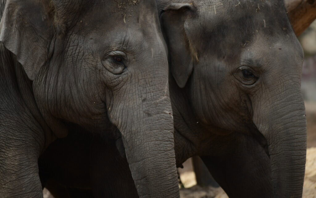 פילים בספארי ברמת גן, 25 במרץ 2020 (צילום: תומר נויברג/פלאש90) פילים בספארי ברמת גן, 25 במרץ 2020 (צילום: תומר נויברג/פלאש90)