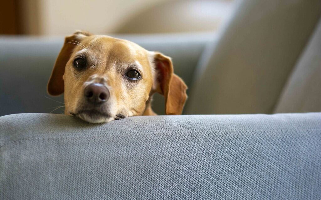 כלבה מהורהרת (צילום: אלון קורנגרין) כלבה מהורהרת (צילום: אלון קורנגרין)
