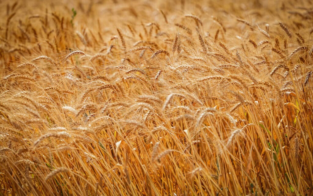 שדה חיטה בקיבוץ חולדה, 13 באפריל 2024 (צילום: נתי שוחט/פלאש90) שדה חיטה בקיבוץ חולדה, 13 באפריל 2024 (צילום: נתי שוחט/פלאש90)