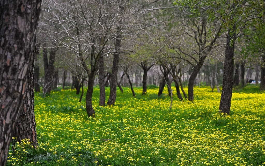 יער דליות מכוסה בפרחי בר, רמת הגולן, 13 בפברואר 2026 (צילום: מיכאל גלעדי/פלאש90) יער דליות מכוסה בפרחי בר, רמת הגולן, 13 בפברואר 2026 (צילום: מיכאל גלעדי/פלאש90)