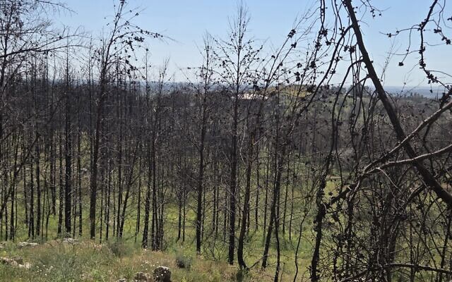 מבט על פארק קנדה, אפריל 2026