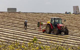 חקלאים עובדים את האדמה במושב פדיה שבמועצה אזורית גזר, 25 במרץ 2026 (צילום: יוסי אלוני/פלאש90) חקלאים עובדים את האדמה במושב פדיה שבמועצה אזורית גזר, 25 במרץ 2026 (צילום: יוסי אלוני/פלאש90)
