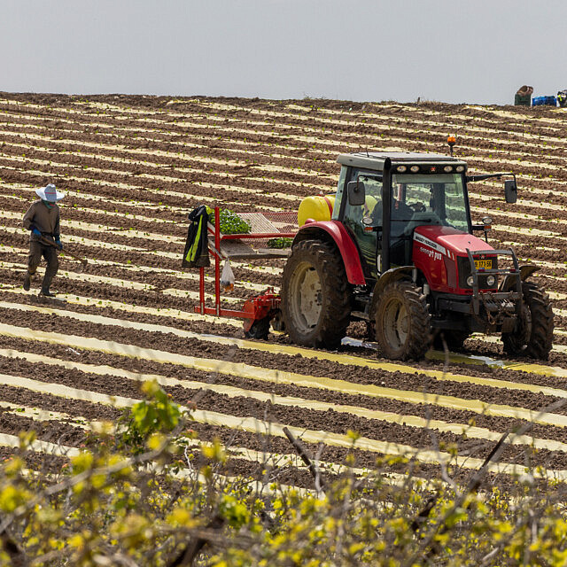 חקלאים עובדים את האדמה במושב פדיה שבמועצה אזורית גזר, 25 במרץ 2026 (צילום: יוסי אלוני/פלאש90) חקלאים עובדים את האדמה במושב פדיה שבמועצה אזורית גזר, 25 במרץ 2026 (צילום: יוסי אלוני/פלאש90)