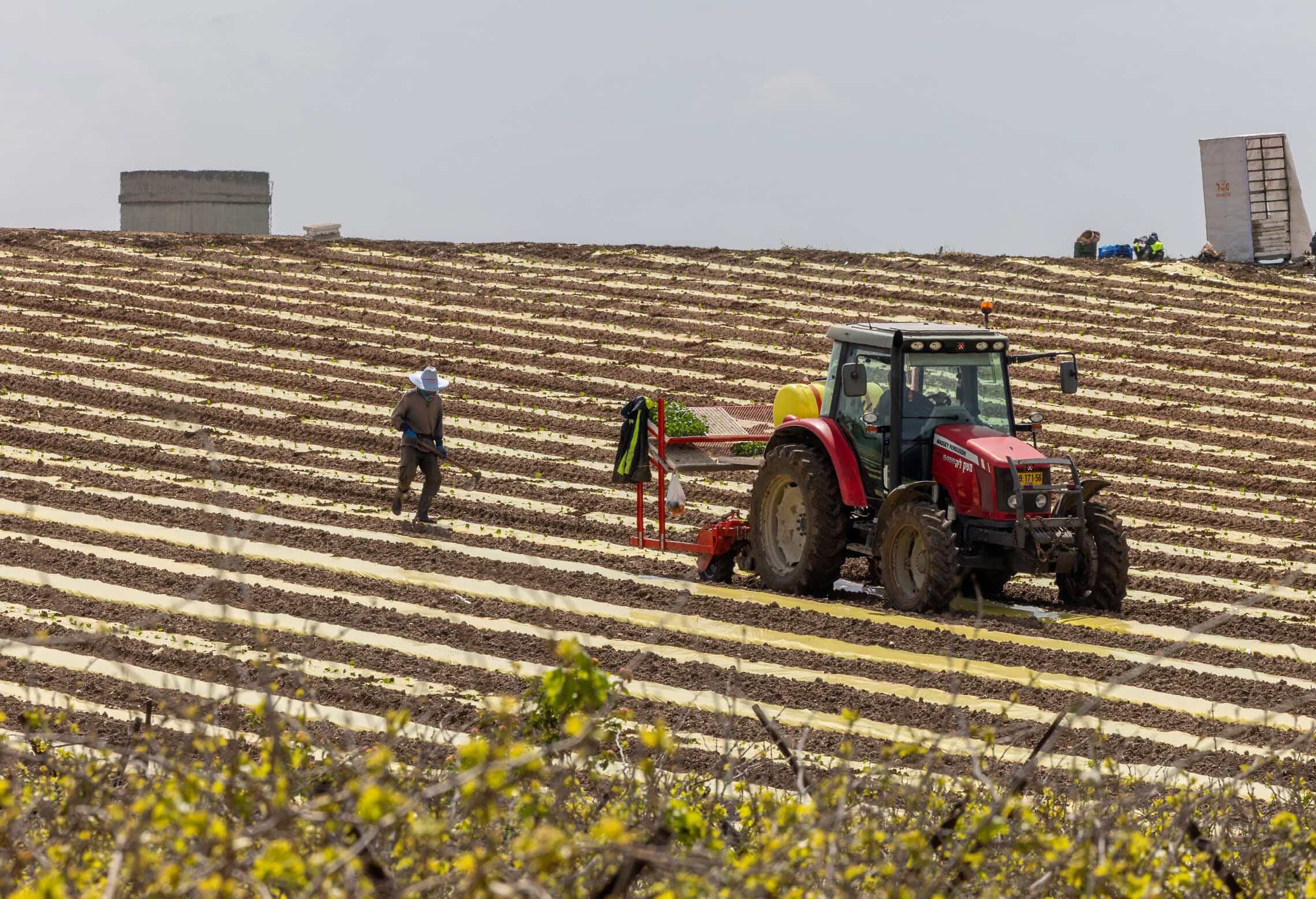 חקלאים עובדים את האדמה במושב פדיה שבמועצה אזורית גזר, 25 במרץ 2026 (צילום: יוסי אלוני/פלאש90)