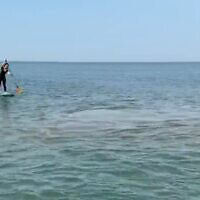 כתם חום בחוף פלמחים, אפריל 2026