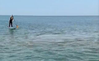 כתם חום בחוף פלמחים, אפריל 2026 (צילום: יונתן כוכבי) כתם חום בחוף פלמחים, אפריל 2026 (צילום: יונתן כוכבי)