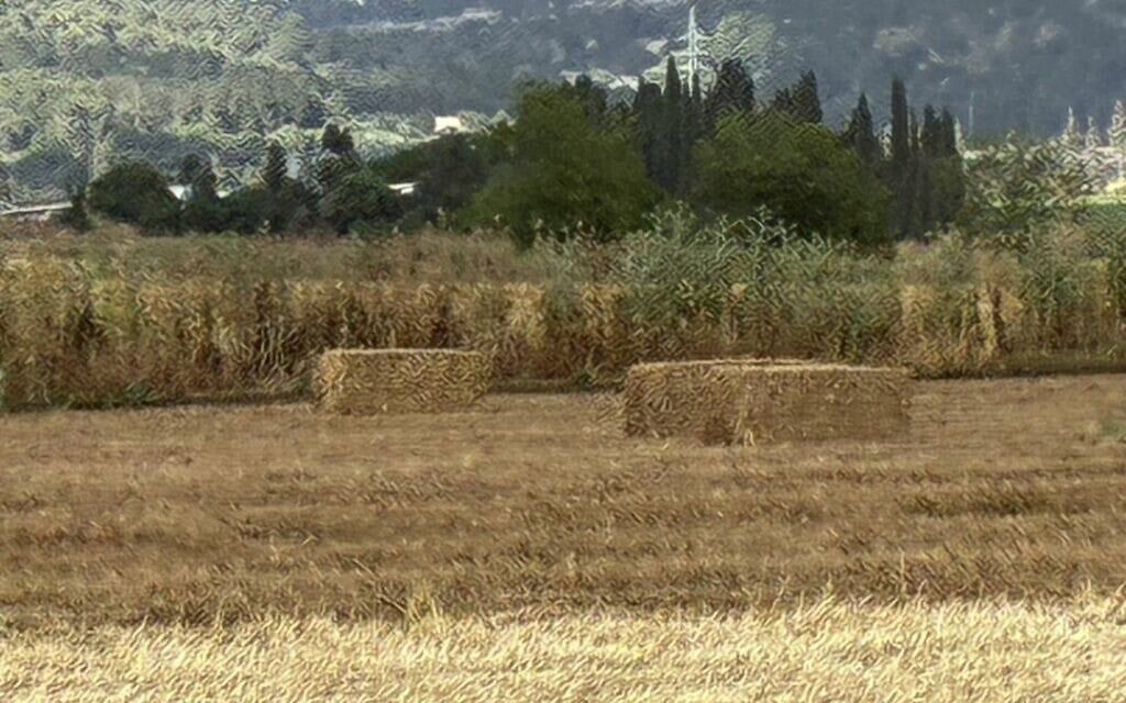 עמק יזרעאל, 2026 (צילום: עופרה יעקב) עמק יזרעאל, 2026 (צילום: עופרה יעקב)