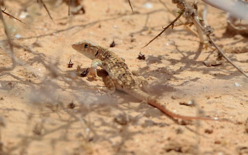 שנונית באר שבע (צילום: עוזי פז, פיקיוויקי ישראל, CC BY 2.5) שנונית באר שבע (צילום: עוזי פז, פיקיוויקי ישראל, CC BY 2.5)