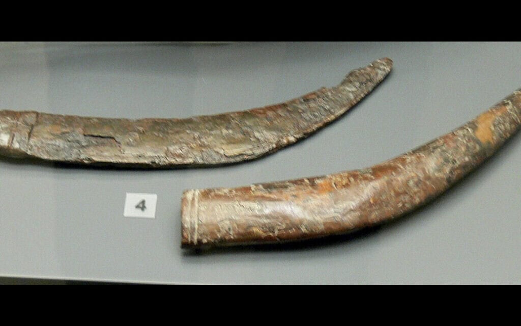 פגיון סיקה מהמאה הראשונה לפני הספירה (צילום: Wolfgang Sauber, ויקיפדיה) פגיון סיקה מהמאה הראשונה לפני הספירה (צילום: Wolfgang Sauber, ויקיפדיה)