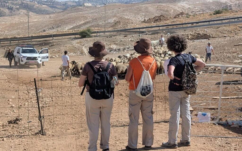 נוכחות מגינה, אוגוסט 2026 (צילום: שרה שוהמי) נוכחות מגינה, אוגוסט 2026 (צילום: שרה שוהמי)