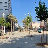 עצים שניטעו לאחרונה בחזית תחנת הרכבת בבאר שבע, קיץ 2026