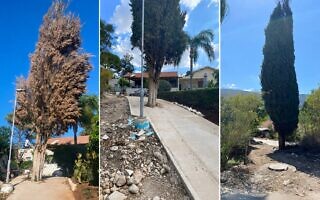 הברוש הוותיק בקיבוץ שער העמקים, בעבר ובהווה (צילום: באדיבות רחובות של עצים) הברוש הוותיק בקיבוץ שער העמקים, בעבר ובהווה (צילום: באדיבות רחובות של עצים)