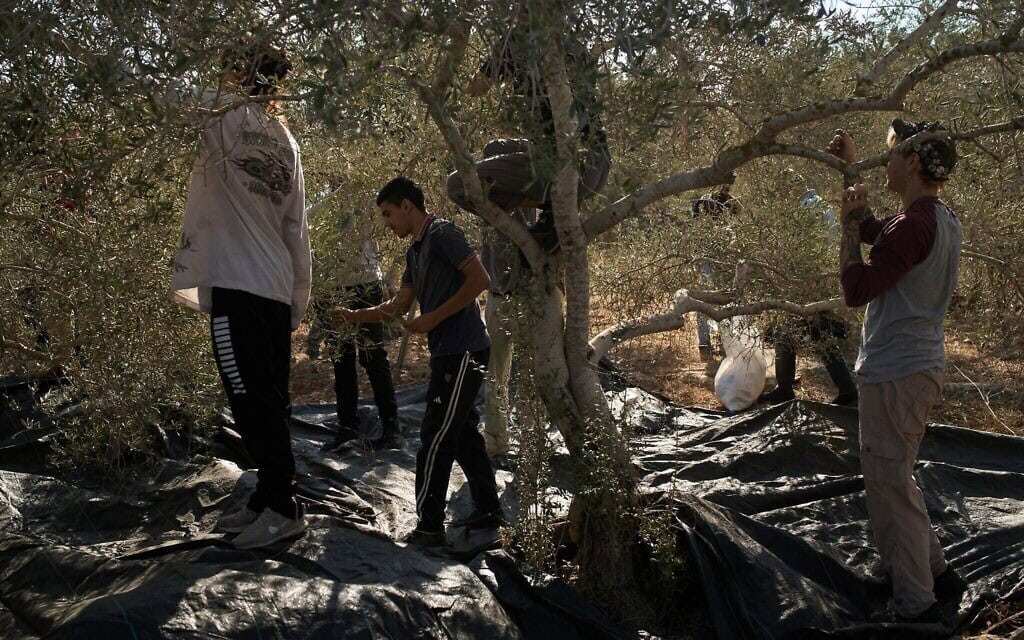 פלסטינים קוצרים זיתים בסיוע מתנדבים ישראלים וזרים בעיירה רנטיס בגדה המערבית, 6 באוקטובר 2026 (צילום: AP Photo/Leo Correa) פלסטינים קוצרים זיתים בסיוע מתנדבים ישראלים וזרים בעיירה רנטיס בגדה המערבית, 6 באוקטובר 2026 (צילום: AP Photo/Leo Correa)