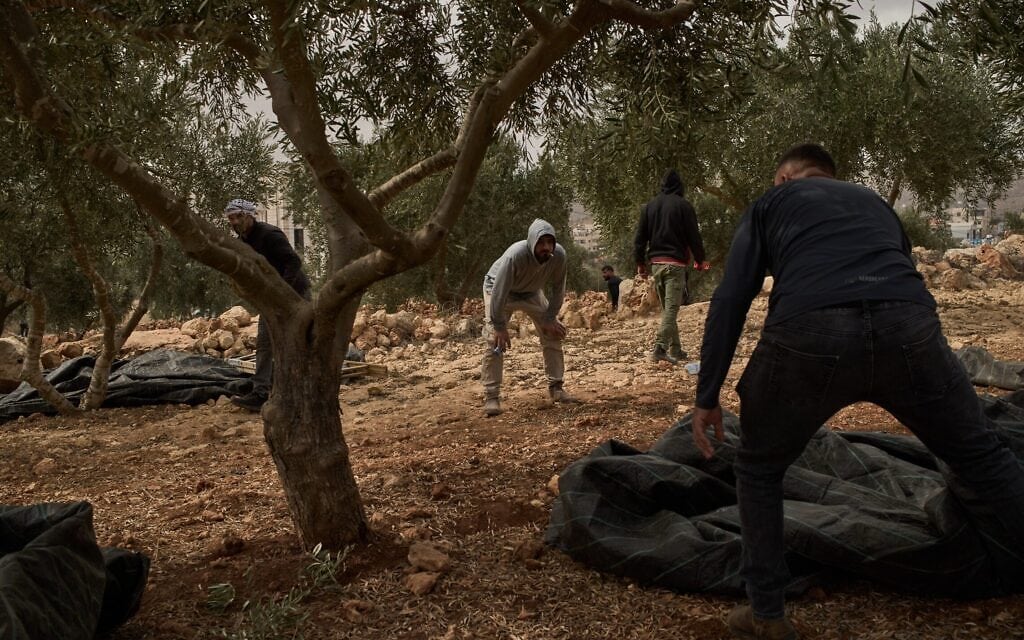 גבר פלסטיני צופה בתנועת כוחות ישראליים בעת מסיק זיתים, בעקבות תקיפה של מתנחלים בכפר אבו פלאח שבגדה המערבית. 16 באוקטובר 2026 (צילום: AP Photo/Leo Correa) גבר פלסטיני צופה בתנועת כוחות ישראליים בעת מסיק זיתים, בעקבות תקיפה של מתנחלים בכפר אבו פלאח שבגדה המערבית. 16 באוקטובר 2026 (צילום: AP Photo/Leo Correa)