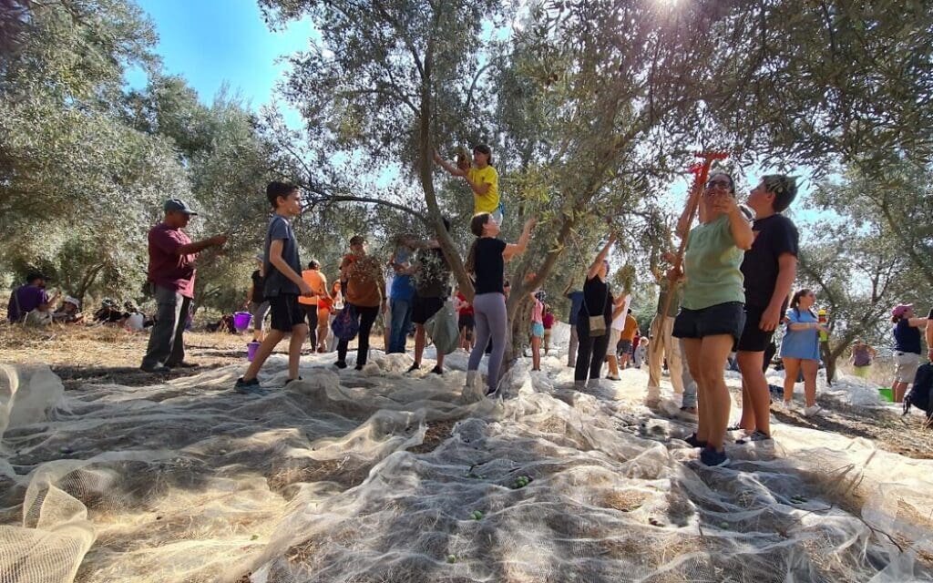 מסיק משותף של סינדיאנת הגליל ובונות אלטרנטיבה, אוקטובר 2023 (צילום: באדיבות סינדיאנת הגליל) מסיק משותף של סינדיאנת הגליל ובונות אלטרנטיבה, אוקטובר 2023 (צילום: באדיבות סינדיאנת הגליל)