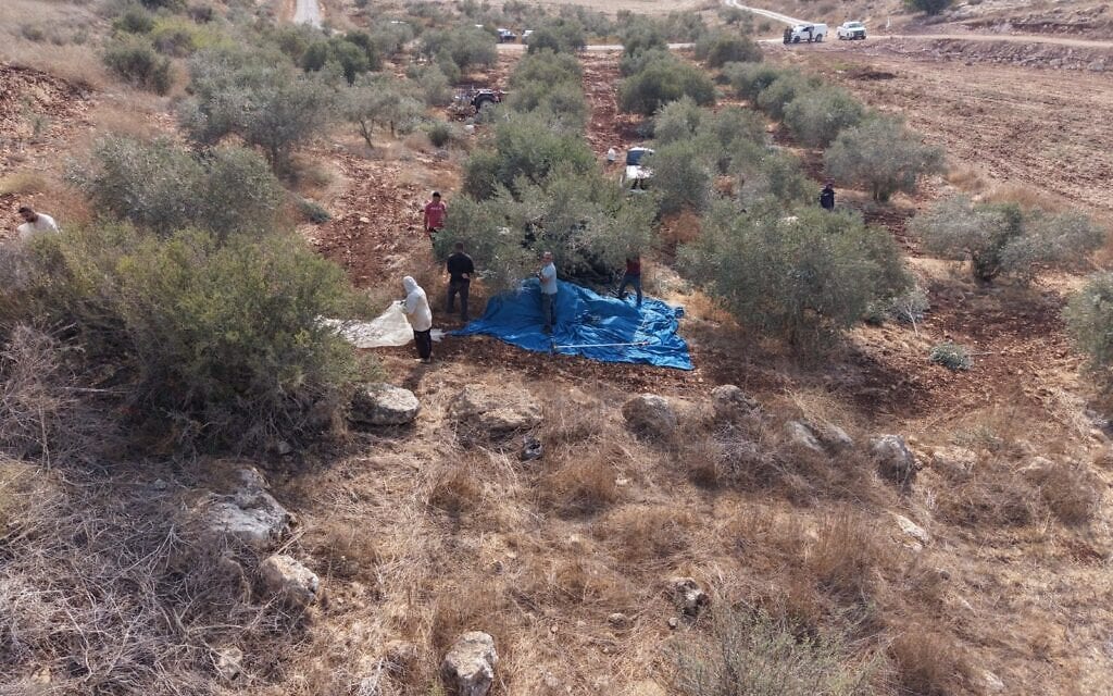 פלסטינים מוסקים זיתים בגדה המערבית תחת חסות צה"ל, בתמונה שפורסמה ב-25 באוקטובר (צילום: דובר צה"ל) פלסטינים מוסקים זיתים בגדה המערבית תחת חסות צה"ל, בתמונה שפורסמה ב-25 באוקטובר (צילום: דובר צה"ל)