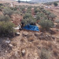 פלסטינים מוסקים זיתים בגדה המערבית תחת חסות צה"ל, בתמונה שפורסמה ב-25 באוקטובר (צילום: דובר צה"ל) פלסטינים מוסקים זיתים בגדה המערבית תחת חסות צה"ל, בתמונה שפורסמה ב-25 באוקטובר (צילום: דובר צה"ל)