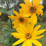 Adva Webber Adva Webber